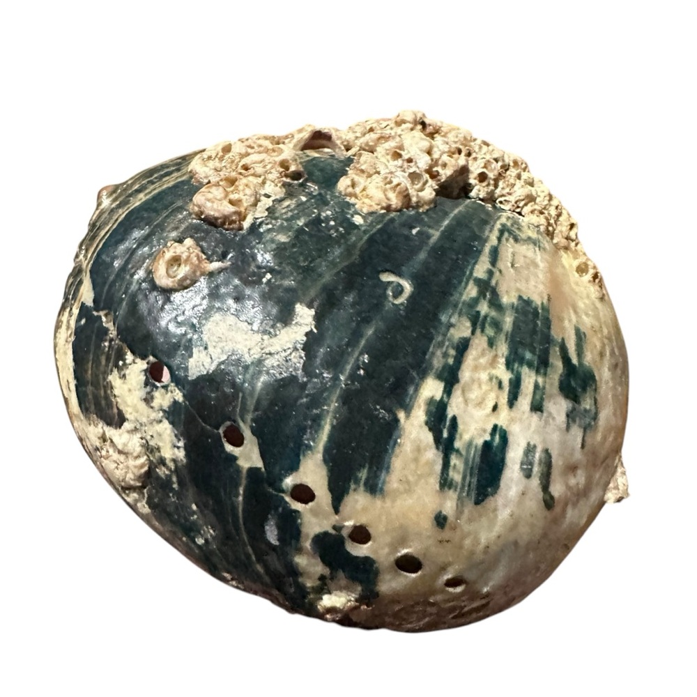 Abalone Sea Shell Beach Nautical Bowl Natural 70s 4.5”x5.5” - Picture 13 of 16